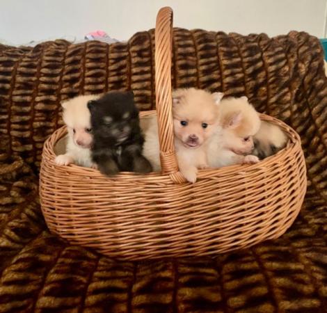 Image 15 of Pomeranian puppies Ready Friday !