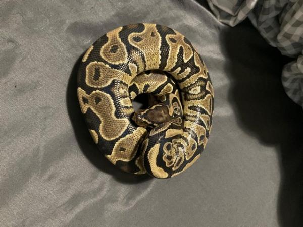 Image 3 of Ball pythons for rehome Plymouth
