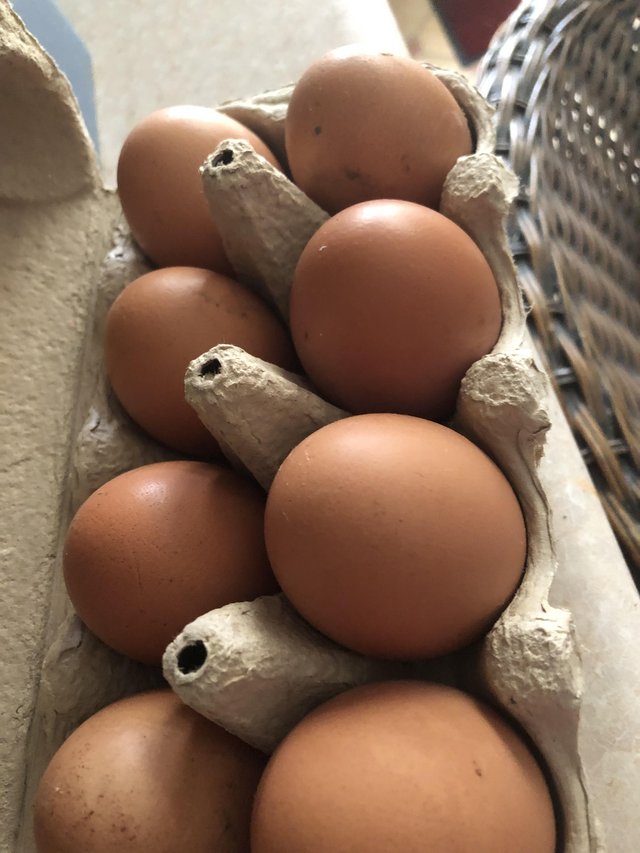 Preview of the first image of Large Brown Chicken Eggs.
