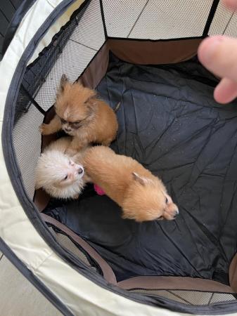 Image 7 of 2x Male Pomchi Puppies for Sale!
