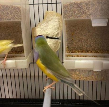 Image 5 of Sold Gouldian Finches Male 14 months old no more available