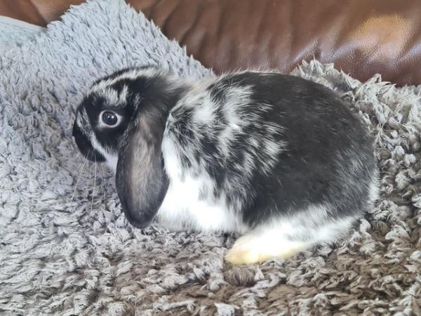 Image 4 of One MALE mini lop cross breed rabbit for sale. READY NOW