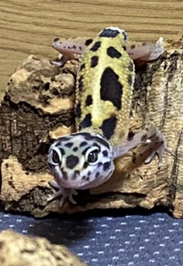 Preview of the first image of 7 Month old Leopard Gecko.