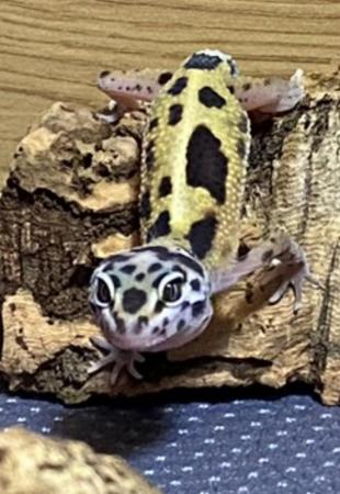 Image 1 of 7 Month old Leopard Gecko