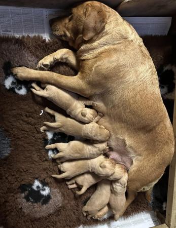 Image 4 of Gorgeous KC registered fox red Labrador puppies