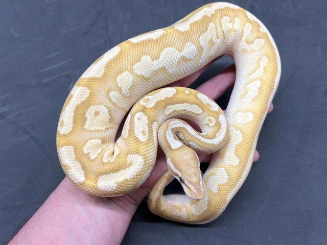 Preview of the first image of Coral Glow Lesser Pastel Gravel het Pied Male Royal Python.