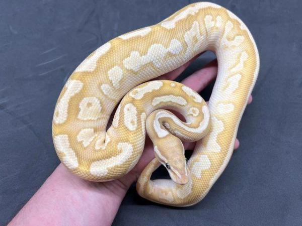 Image 1 of Coral Glow Lesser Pastel Gravel het Pied Male Royal Python