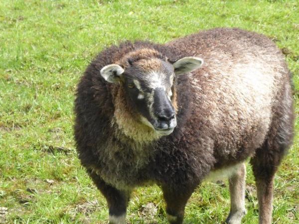 Image 4 of Pet/fibre lambs, mixed breeds