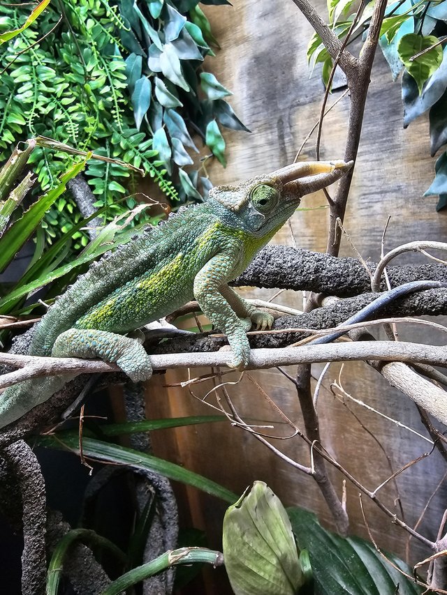 Preview of the first image of 3 year old Jackson chameleon with viv.