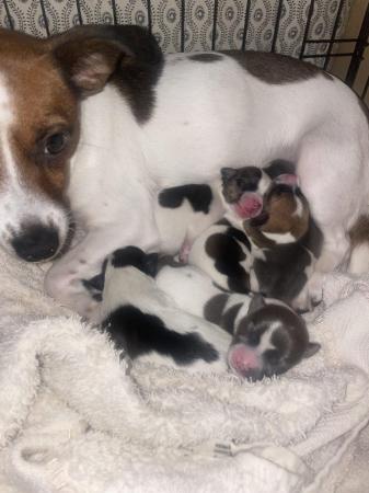 Image 2 of Beautiful Jack Russell puppies