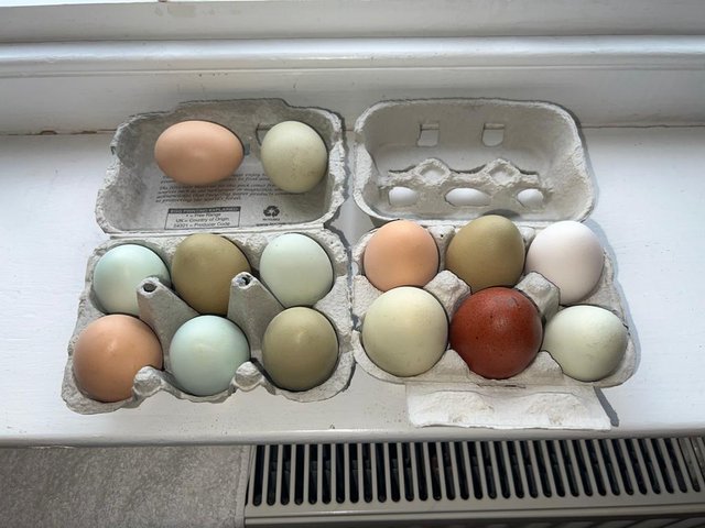 Preview of the first image of Fertile hen eggs - multi coloured eggs of various mixed bree.