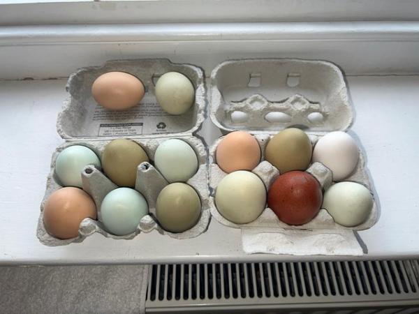 Image 1 of Fertile hen eggs - multi coloured eggs of various mixed bree