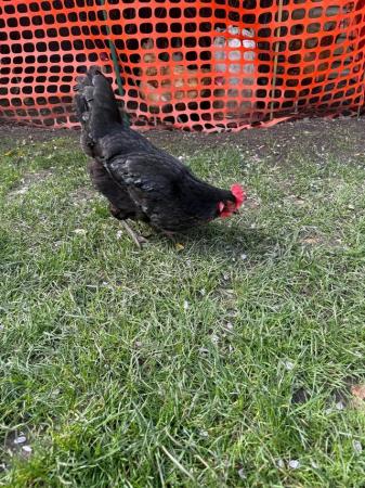 Image 3 of Beautiful Black Laying Hen
