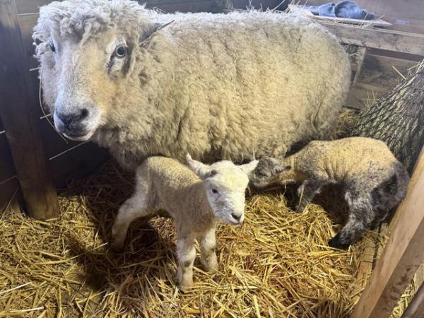 Image 2 of Mule Ewe with 2 male Lambs at foot