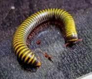 Preview of the first image of various Millipede species at animaltastic.