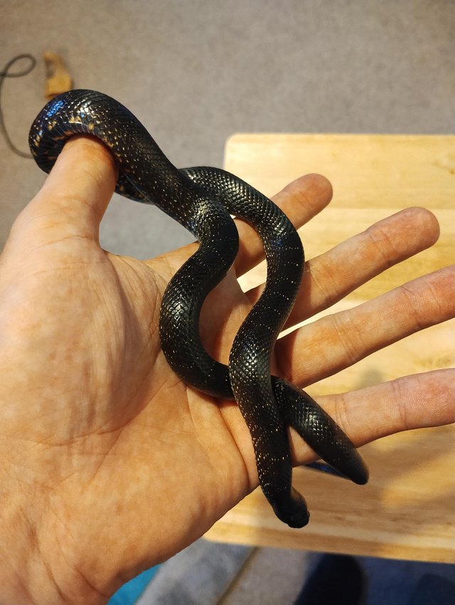 Preview of the first image of Eastern black king snake.
