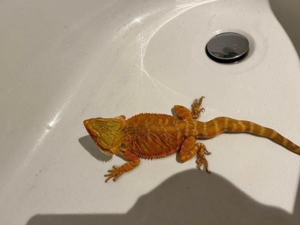 Image 5 of 1 year old red bearded dragon