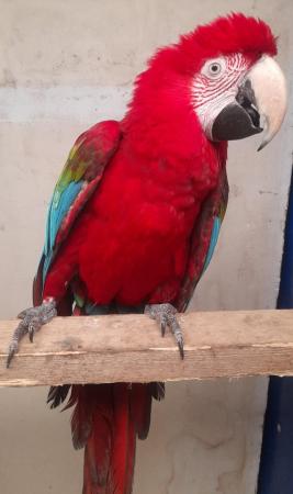 Image 1 of Green wing macaw for sale