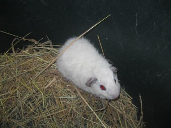 Image 2 of Rex Guinea Pigs for sale Sows and boars available