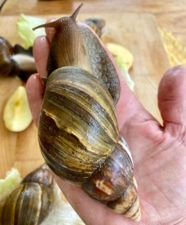 Image 6 of Giant African Land Snail Approx 5/6cm size shell