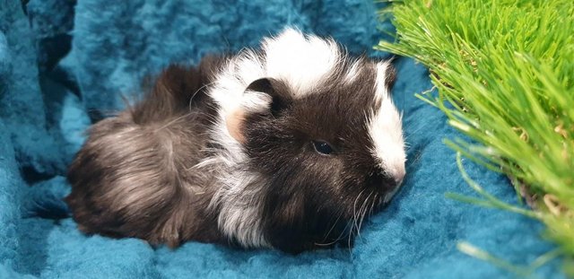 Image 5 of 3 lovely Male (Boars) Guinea Pigs for Sale