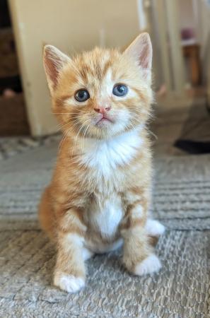 Image 12 of 5 kittens for sale 2 gingers and 3 bark speckled,