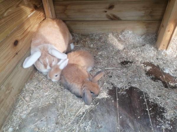 Image 1 of Mini Lops Rabbits for sale