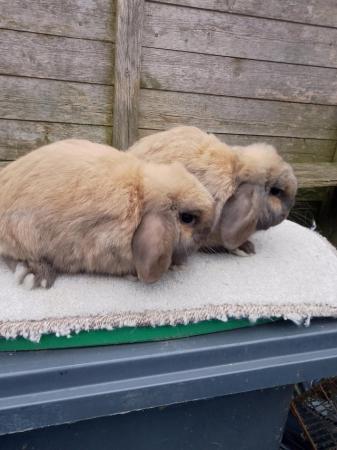 Image 2 of pair of sooty fawn mini lops