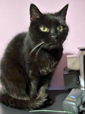 Image 4 of Beautiful female all black cat