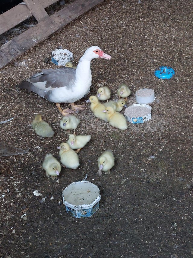 Preview of the first image of Muscovy ducklings for sale.
