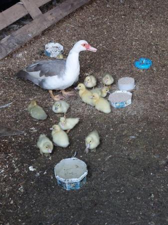 Image 1 of Muscovy ducklings for sale