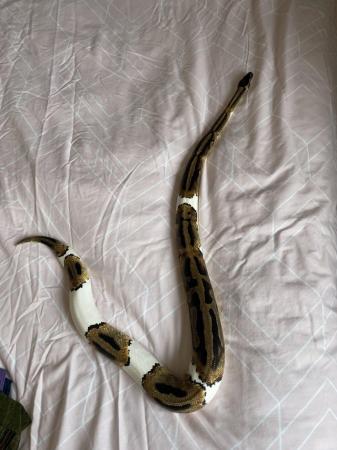 Image 2 of Adult females x2 pied for sale