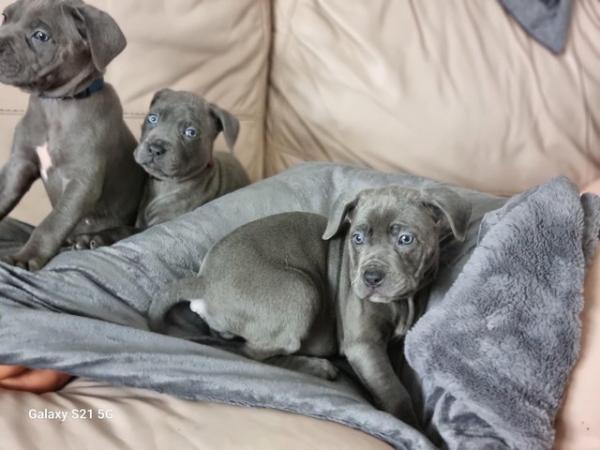 Image 11 of Last 2 blue boys and merle boy looking for forever homes