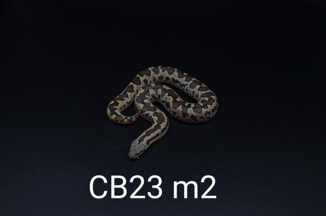 Preview of the first image of Male Rough scale sand boas.