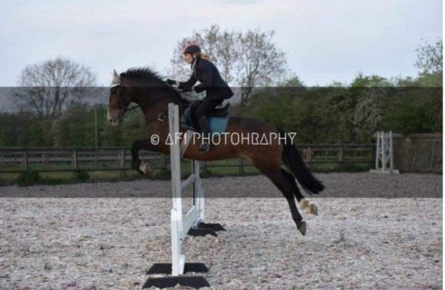 Preview of the first image of For Part Loan / Share 16’2 Irish Sports Horse.