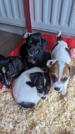 Image 11 of Mini Jack Russell puppiesREADY 3 May 3 left