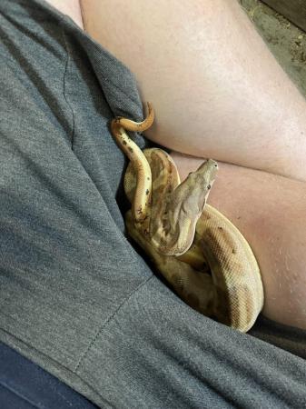 Image 1 of One-year-old male  boa constrictor