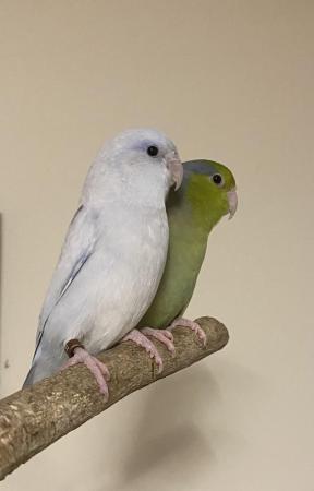 Image 3 of 2 Parrotlets for sale (brothers)inc Cage 1 yr old. MUST READ