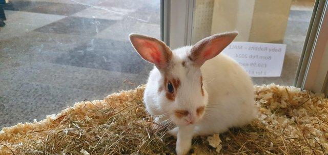 Image 5 of Male Rabbit Available for sale