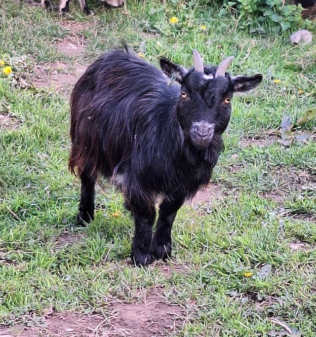 Preview of the first image of Nanny pygmy goat-pet only.