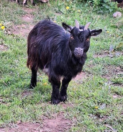 Image 1 of Nanny pygmy goat-pet only