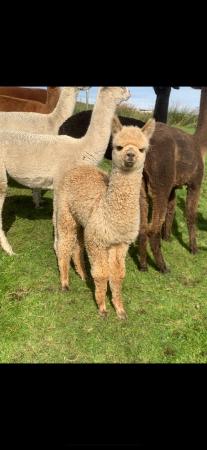 Image 2 of 10 x Alpaca female started herd in cria