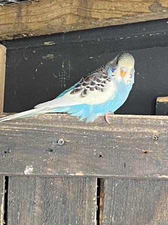 Image 9 of BEAUTIFUL BABY BUDGIES FOR SALE