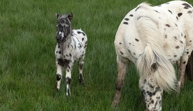 Image 3 of British Spotted Colt Foal