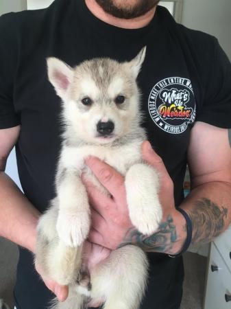Image 5 of 2 gorgeous female’s left Siberian husky puppies for sale!