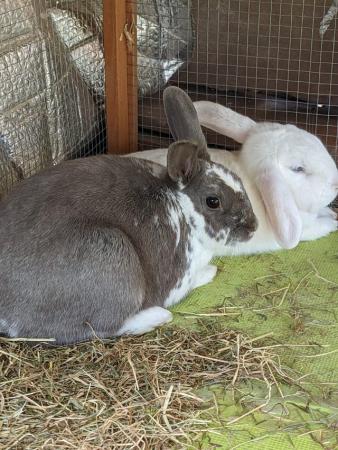Image 8 of 2 rabbits for sale one female English lop ,one male Rex