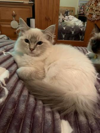 Image 8 of 6 Gorgeous Ragdoll x Mainecoon Kittens