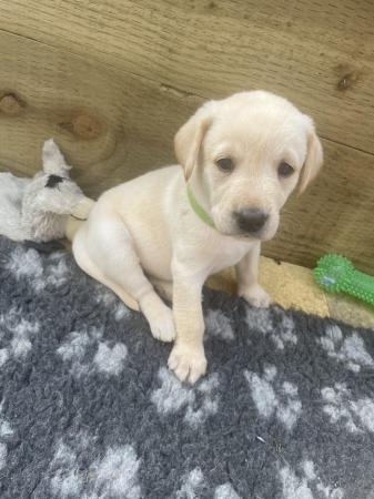 Image 1 of Beautiful KC registered pups for sale