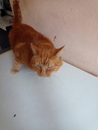 Image 4 of Ginger make cat for sale