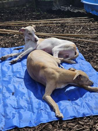 Image 9 of Beautiful KC Registered Whippet puppies